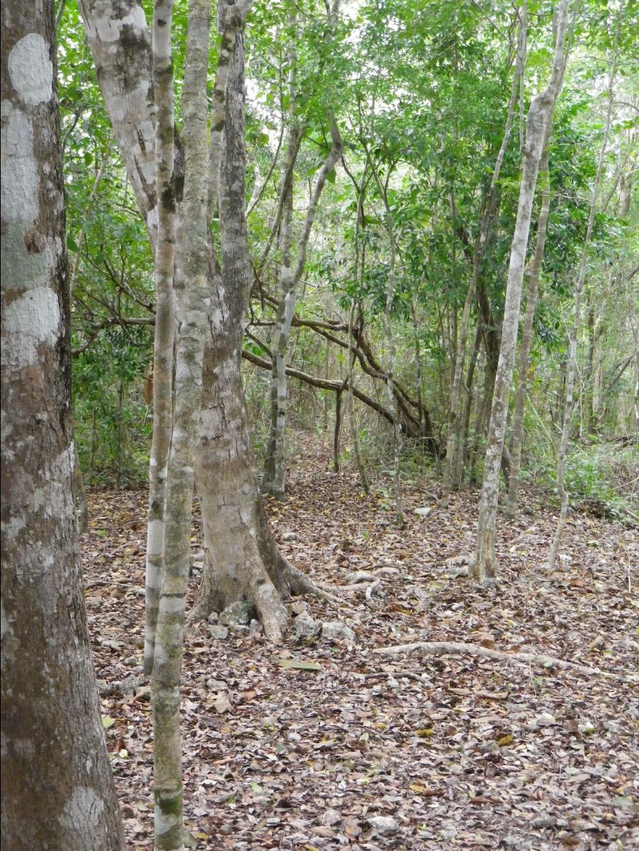 Mayan Culture054